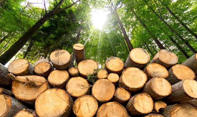 木材生産のイメージ写真